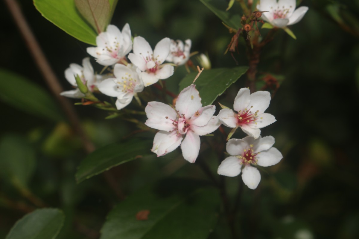 Rhaphiolepis indica (L.) Lindl.